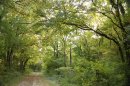 Forêt de Vauluisant